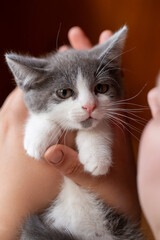 A tiny grey and white kitten is held gently in human hands close to the owner's face. The adorable pet looks to the side with a sweet expression, highlighting the loving bond between human and animal.
