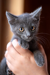 A tiny solid grey kitten is held gently in a person's hand. The adorable baby cat looks curiously at the camera with wide amber eyes, highlighting themes of pet adoption, rescue, and loving care.