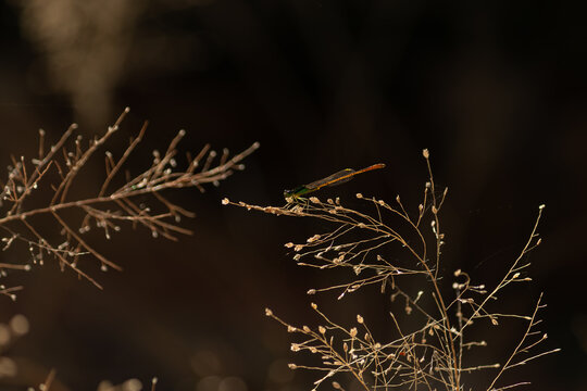 Macro shot of damselfly insect resting on dry grass flower in dark background nature wildlife concept.