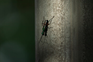 Macro shot of metallic green insect wasp resting on silver metal pole surface with dark background wildlife