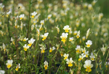 Fototapeta premium Small delicate white-yellow flower field violet(Viola arvensis) on a green background.