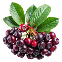 Fresh cluster of aronia berries with leaves on white backdrop