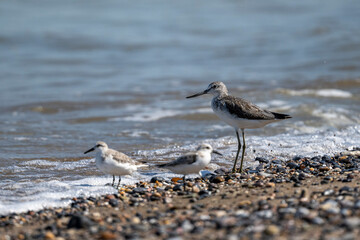 Common greenshank - Tringa nebularia. Oman