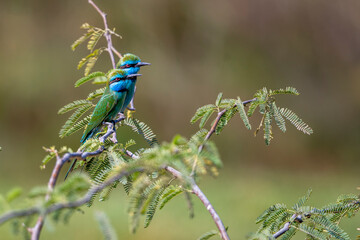 Arabian Green Bee-Eater, Merops cyanophrys. Oman