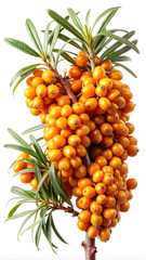 Fresh sea buckthorn branch with ripe orange berries and green leaves