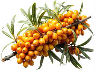 Sea buckthorn branch with ripe orange berries and green leaves