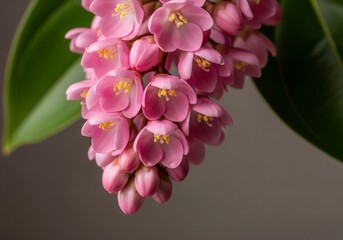 Close-up Shot of Medinilla Magnifica Pink Cluster