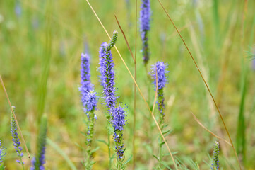 The blue flowers of the veronica. Medicinal, honey and ornamental plant. Veronica longifolia