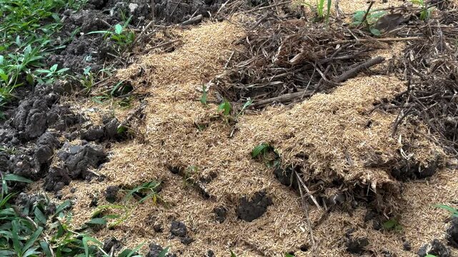 Using rice husks to condition the soil after cultivation