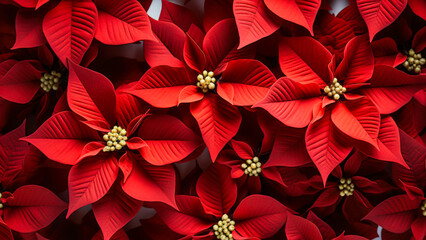 Obraz premium Bright Red Poinsettia Flowers Arranged Beautifully for Festive Decoration During the Holiday Season
