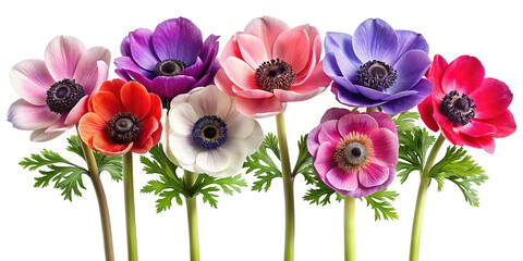 Obraz premium Colorful anemone flowers with green leaves and stems row
