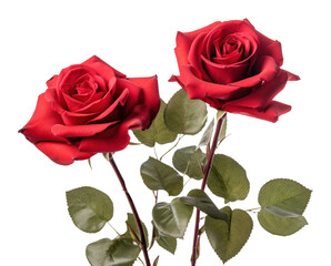 Naklejka premium PNG Plant flower rose