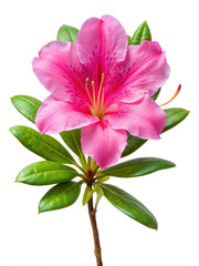 Vibrant pink azalea flower with green foliage on a pure white