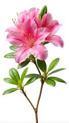 Pink azalea flowers with green leaves isolated on white