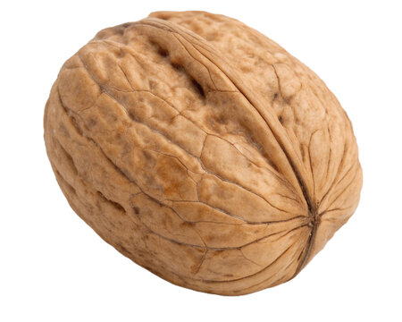 walnut isolated on png transparent background