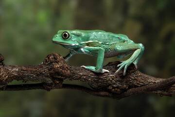 Phyllomedusa sauvagii, the waxy monkey leaf frog or waxy monkey tree frog.