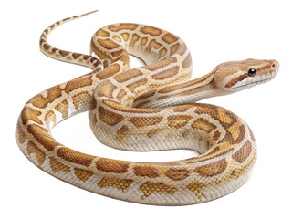 Obraz premium snake on png transparent background