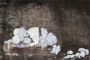 White fungal growth forming intricate patterns on old wooden surface, highlighting natural decay...