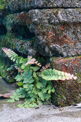 Ferns with delicate green and pink fronds growing beside rough, mossy stone blocks in a shaded, moist outdoor area.