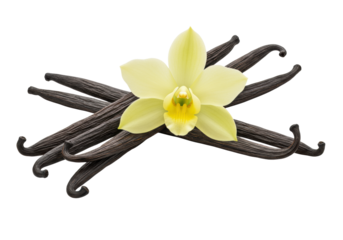 Dark brown vanilla pods artfully crossed with a pale yellow-cream vanilla orchid flower resting atop, on a transparent background with copy space. Concept of natural purity and aroma