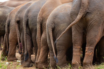 A herd of elephants stand side by side in a grassland, demonstrating the bonds of family.