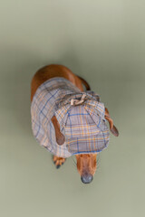 Dog from top view wearing detective coat for surveillance or mystery theme