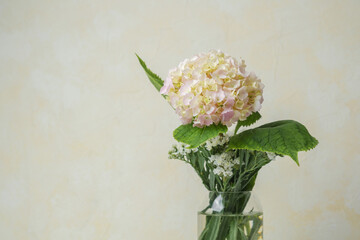 Single pastel hydrangea on neutral background – ideal for minimalist floral mockups and blogs