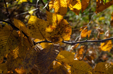 Autumn dry leaves in the sun, dry bush