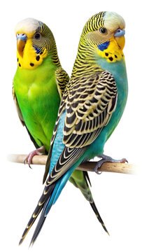 Two vibrant budgerigars perched on a branch, isolated.