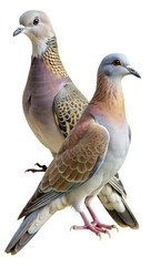 Close-up of two european turtle doves, wildlife portrait