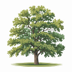 Hickory Tree Vector Outline | Deciduous Hardwood Tree Silhouette | Forest Illustration