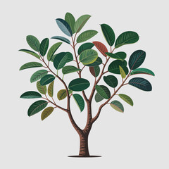 Rubber Tree Vector Outline | Tropical Tree Silhouette | Botanical Illustration