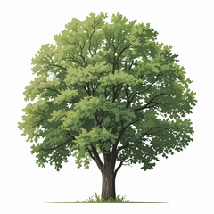 American Elm tree