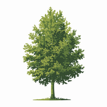 Ash tree 