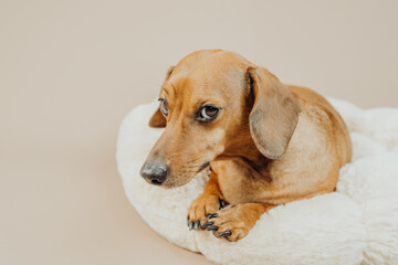 Cute dachshund dog laying in soft white pet bed looking up for home comfort, animal care or...