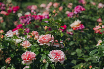 Colorful roses blooming in a vibrant garden during sunny weather