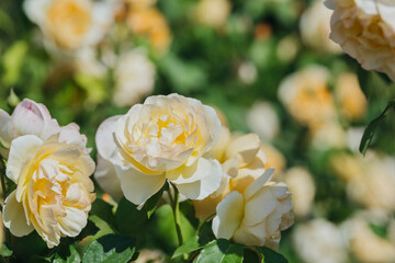 Beautiful blooming roses in a vibrant garden during sunny afternoon