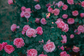 Beautiful pink roses blooming in a lush garden during spring season