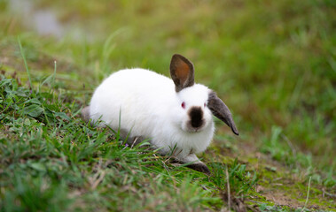 White cute rabbit sitting on the grass. Young adorable bunny playing in garden outdoor.