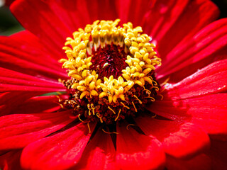 Macro of red blooming zinnia flower and yellow pollen, Close-up of Heliantheae flower, Zinnia violacea Cav flower