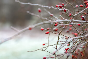 Bare branches with small red rosehip berries in winter.