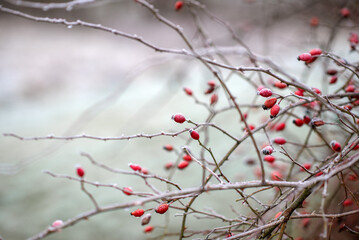 Bare branches with small red rosehip berries in winter.