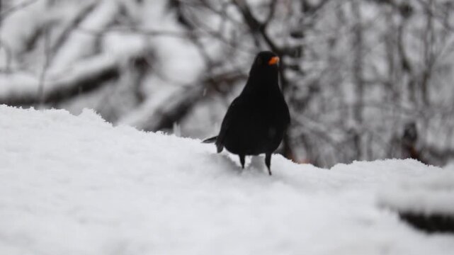 Close-up video of a blackbird perched calmly in snow while snowflakes gently fall. Captured in 4K ultra HD with soft natural light, showing detailed feathers, serene bird posture