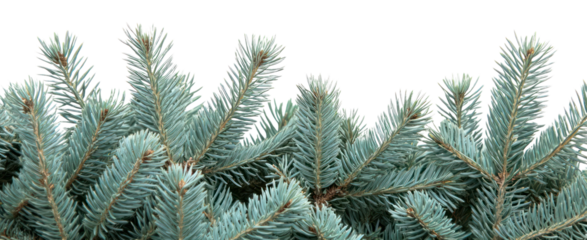PNG Fir tree background branches white.