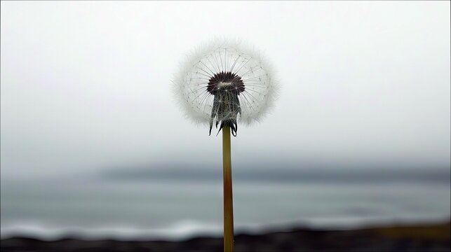 A close-up of a dandelion seed head with its fluffy white seeds against a muted, blurred background of water and an overcast sky. - Powered by Adobe