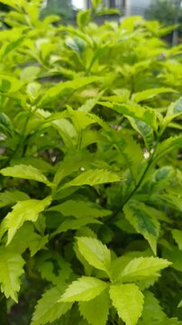 Bright Duranta erecta leaves show smooth texture and vibrant green tones, creating a fresh and natural botanical scene.