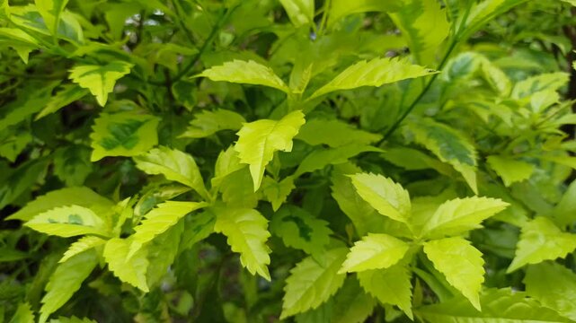 Bright Duranta erecta leaves show smooth texture and vibrant green tones, creating a fresh and natural botanical scene.