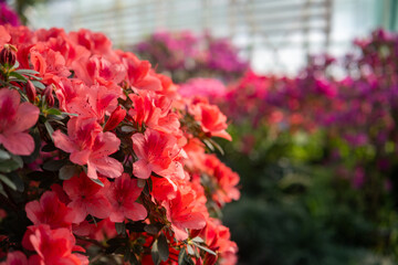 Azalea flowers in a greenhouse