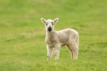 Lamb in early Springtime.  Close up of a young lamb, facing front in green meadow.  Yorkshire Dales, UK. Clean, green background, horizontal. Copy space