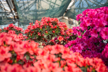 Vibrant blooming Azalea Flowers in a Greenhouse